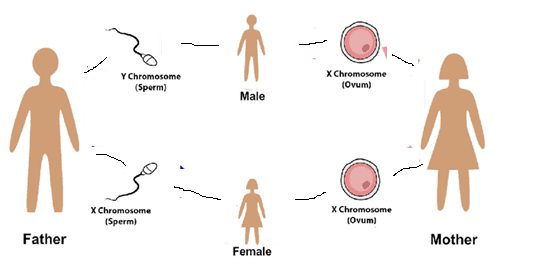 Pre pregnancy planning for female